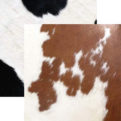 Animal Kingdom Cow Print Scrapbook Paper